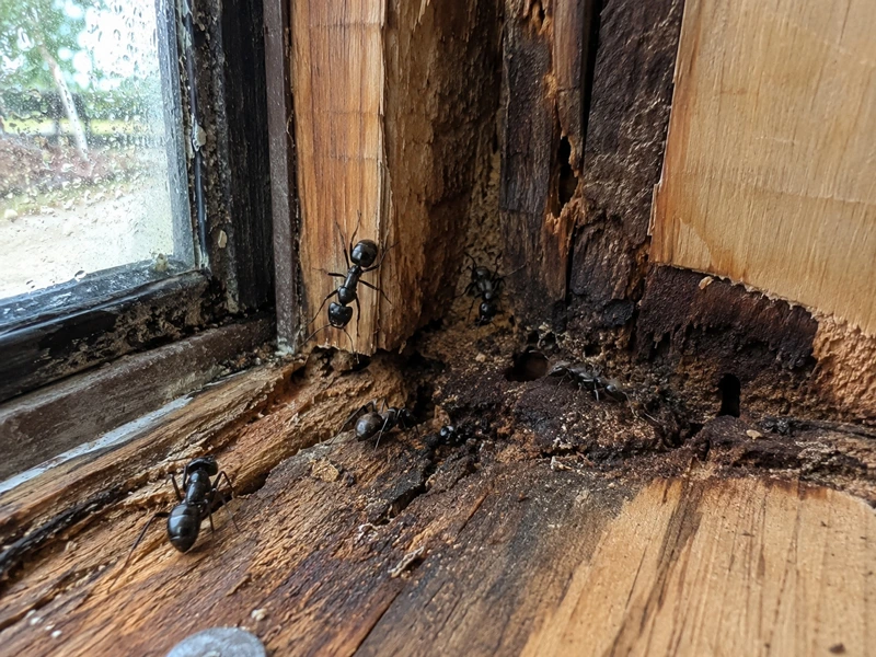 Activity near moisture-damaged wood and frames