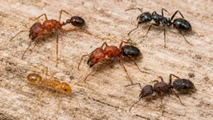 Ant Identification Guide for Davenport Homeowners