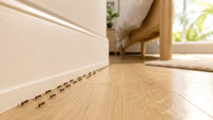 Bedroom Ants in Davenport? That’s a Sign of a Bigger Problem