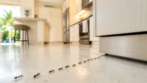 Kitchen Ants in Davenport? Here’s What’s Attracting Them