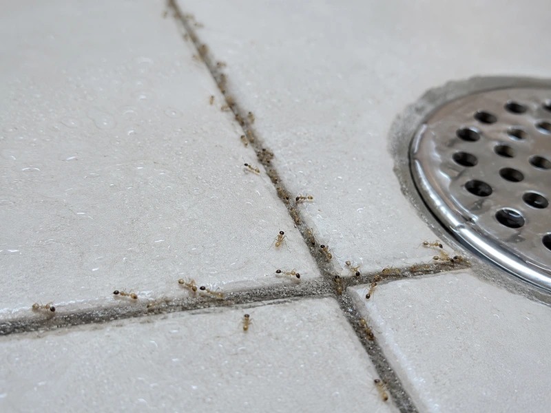 Activity along bathroom grout lines and drains