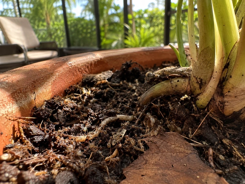 Nesting in potted plants on the lanai or porch