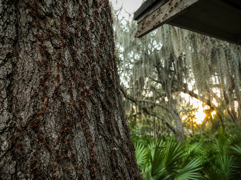 Trails on tree trunks leading to the roofline