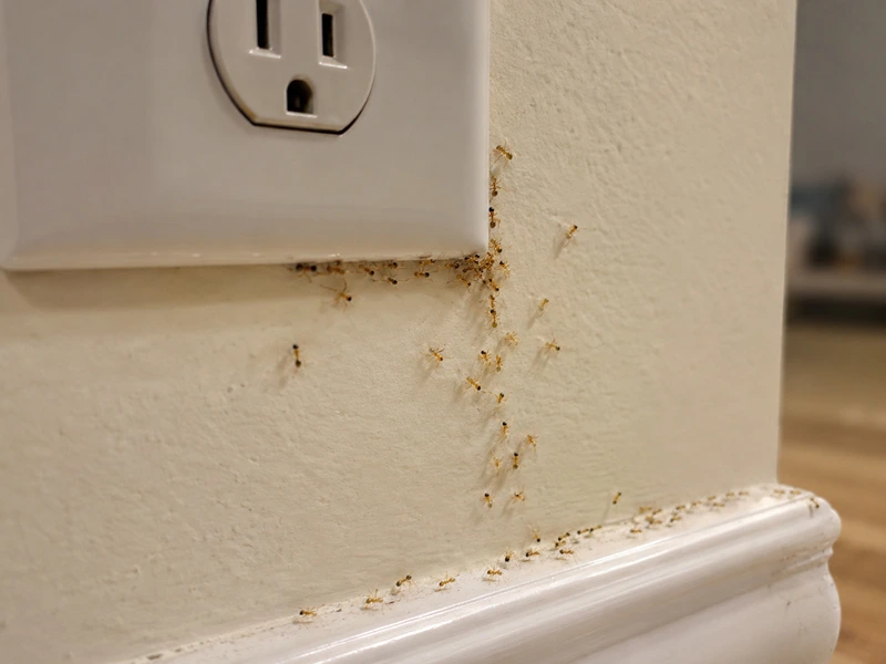 Tiny pale ants trailing from electrical outlets