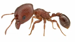 Big-Headed Ant