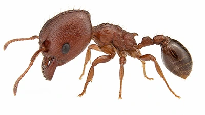 Big-Headed Ant