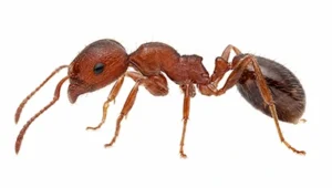 Fire Ant