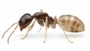 Ghost Ant