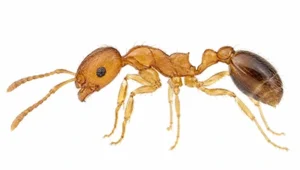 Pharaoh Ant