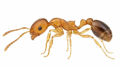 Pharaoh ant