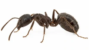 Sugar Ant