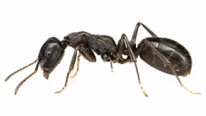 White-Footed Ant