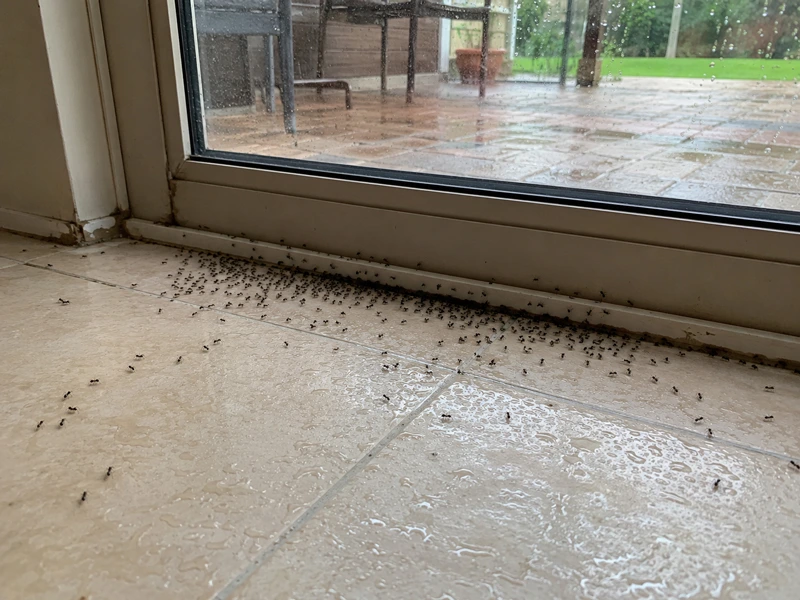 Sudden indoor invasion after heavy rain