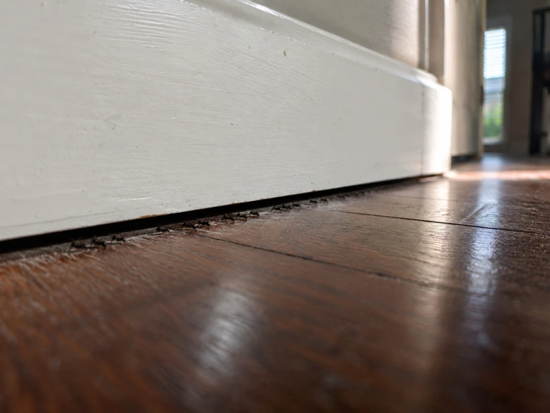 Trails along baseboards into wall voids