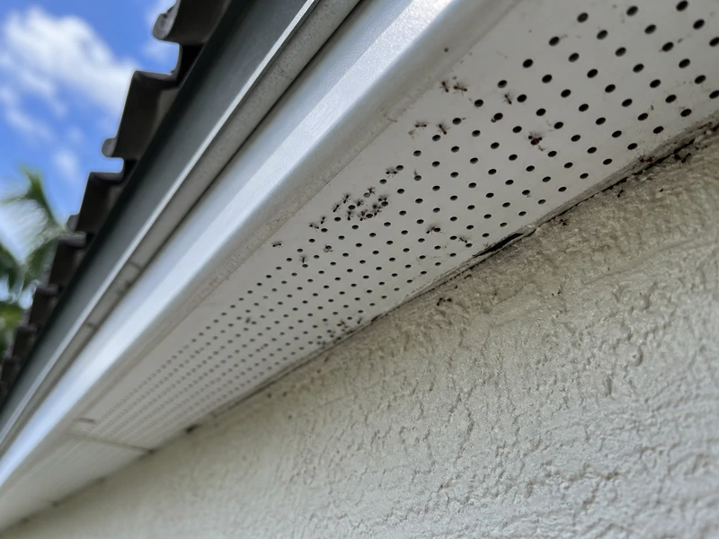 Entering through soffit vents into the attic